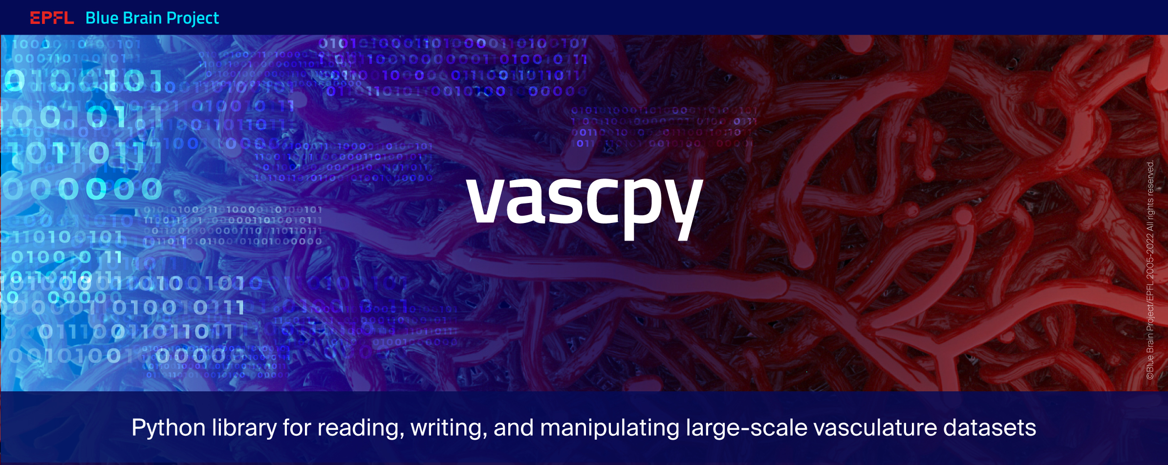 _images/BBP-vascpy.jpg